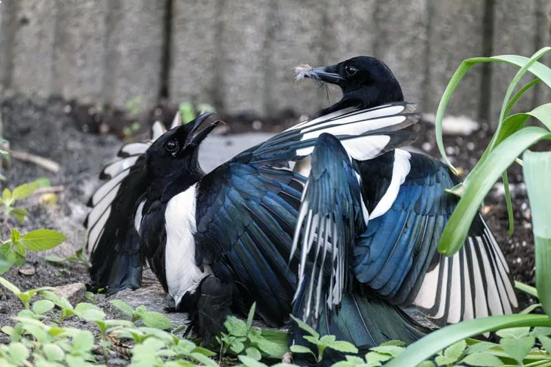 Twee eksters in een tuin