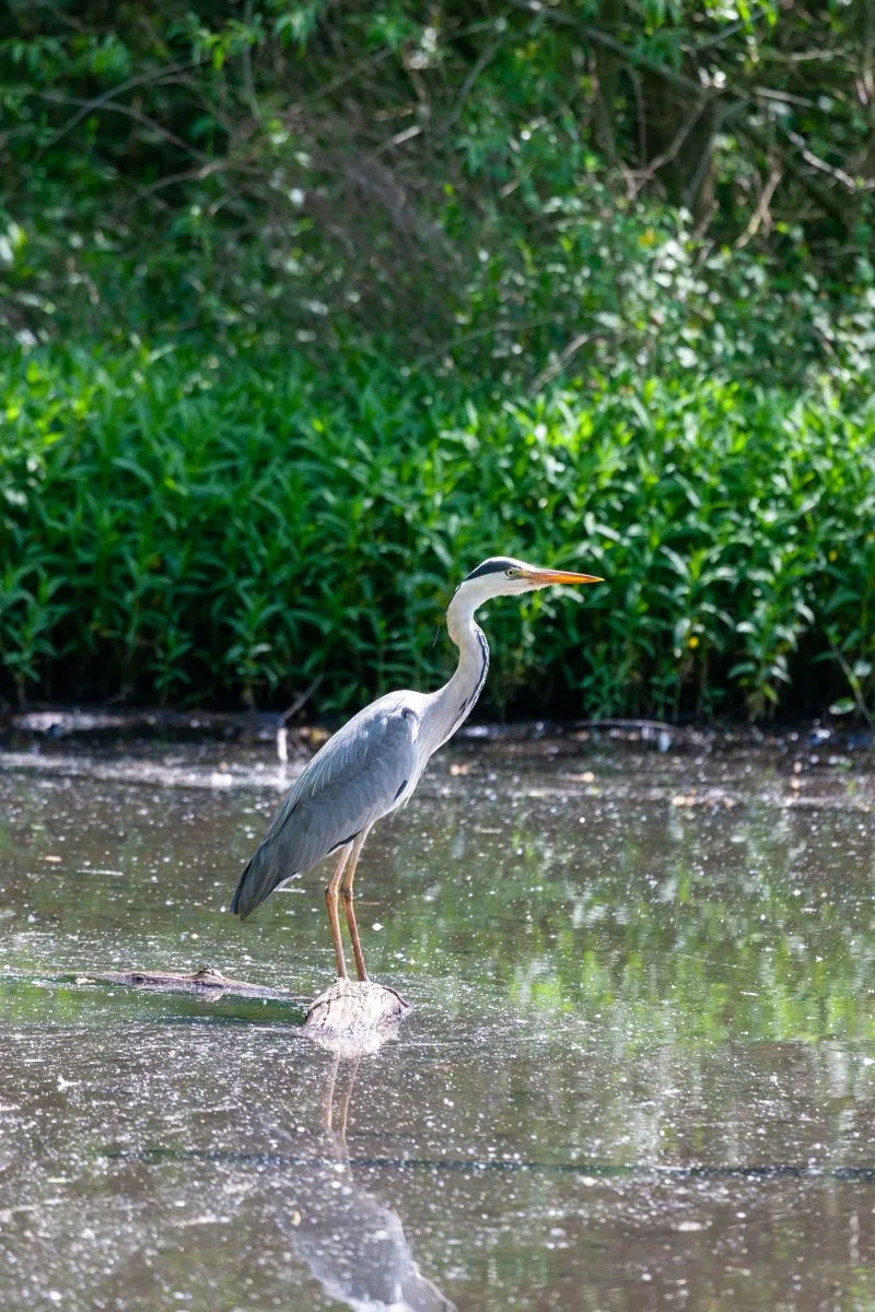Blauwe reiger aan de rand van een vijver