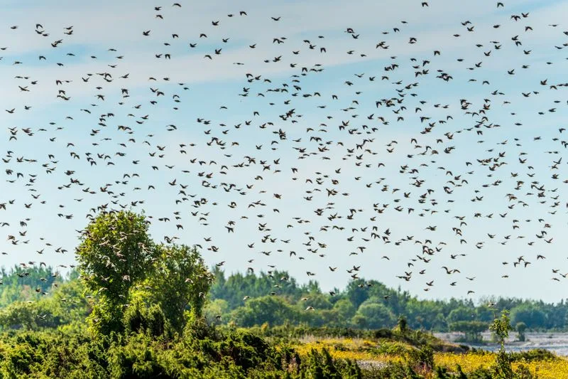 Zwerm spreeuwen boven bomen en akkers